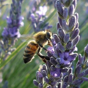 MIEL BIO DE PROVENCE