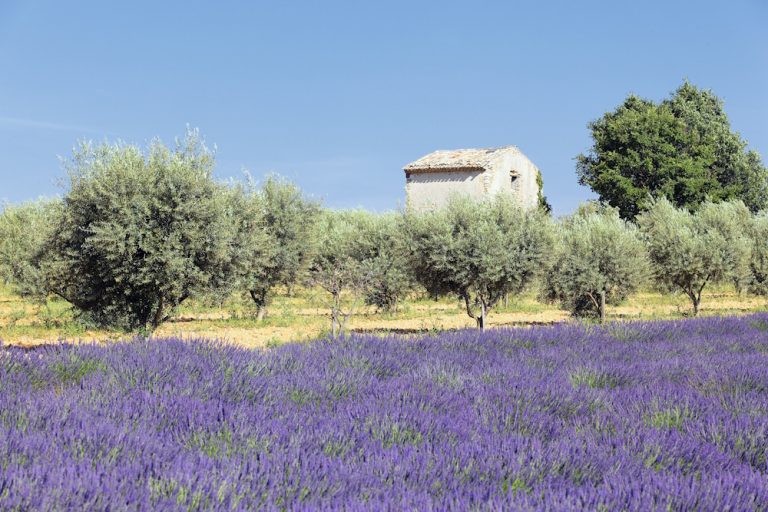 Pourquoi choisir un miel bio de Provence ? Les garanties, le goût et la différence