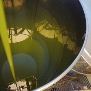 miels et huiles d’olive bio de provence (11)